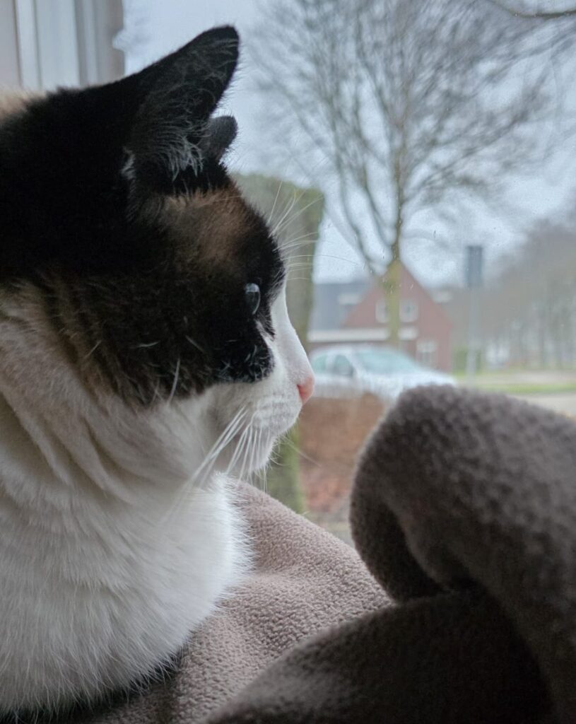 Kattenoppas aan huis in Ens, Marknesse, Vollenhove en Kraggenburg
